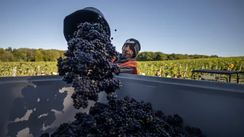 Business Daily, Business Daily, The wine industry's biggest challenge