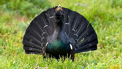 A male capercaillie displaying his fan tail (Credit: Cairngorms Capercaillie Project)