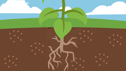 A plant's roots growing in soil