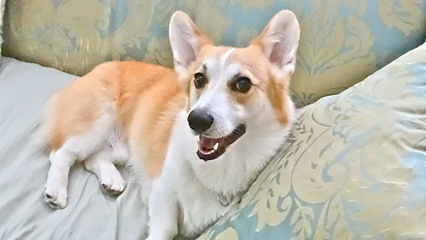 CrowdScience, CrowdScience, Why can't my dog live as long as me?