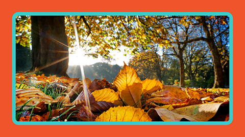The sun shining on a tree and leaves in autumn.