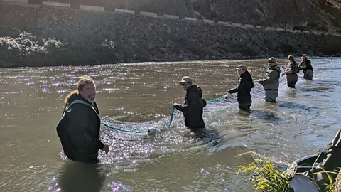 A crew of biologist wade in a river to tag salmon and steelhead (Credit: Damon Goodman)