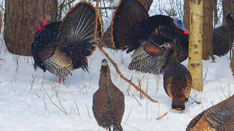 A turkey in a  field (Credit: Getty Images)