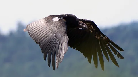 A tagged condor flying in the skies above Yurok Territory (Credit: The Yurok Tribe)