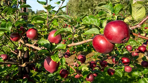 Apples in orchard in Kent, UK (Credit: Getty Images)