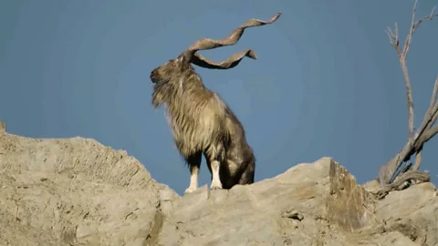 Mountain goats: A death-defying battle to mate