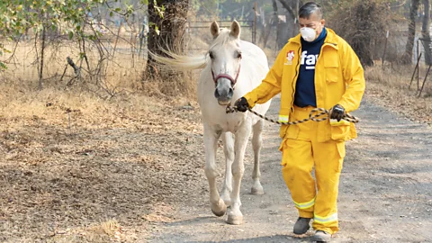 An LA County firefighter watches flames from the Franklin Fire in the Malibu Mountains (Credit: Getty Images)