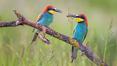 Pair of bee eaters with one offering dragonfly (Credit: Alamy)