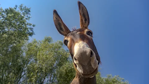 A donkey staring into the camera lens and appearing to smile (Credit: Getty Images)