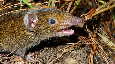 A soft-furred hedgehog Hylomys macarong (Credit: Alexei V Abramov)