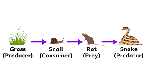 An example of a food chain
