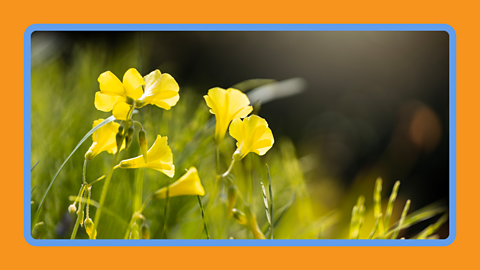 A yellow woodsorrell