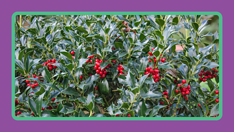 A holly tree with berries