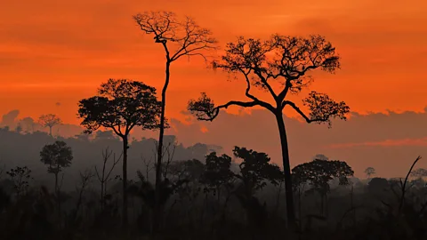 Tall trees shoot up above a forest canopy with sunset backdrop (Credit: Getty Images)