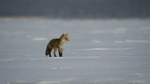 How foxes outsmart world's heaviest raptor in quest for food