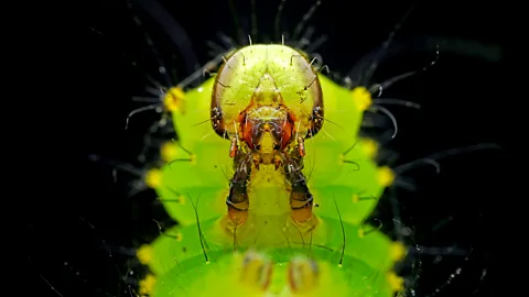 Head-on view of Lepidoptera caterpillar (Credit: Getty Images)