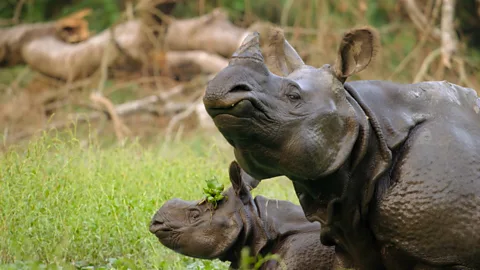 Inside the hidden world of rhino romance