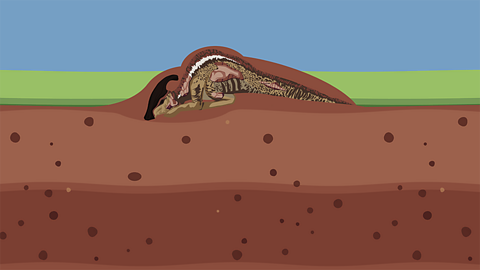 A dead dinosaur on the ground covered by mud