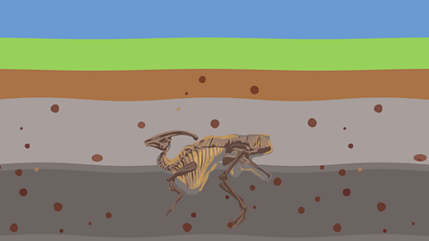 A dinosaur fossil underneath a layer of mud waiting to be dug up