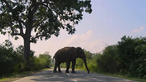 Roger the elephant asking for a road toll