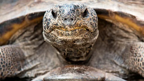 A close up of a gopher tortoise (Credit: Alamy)