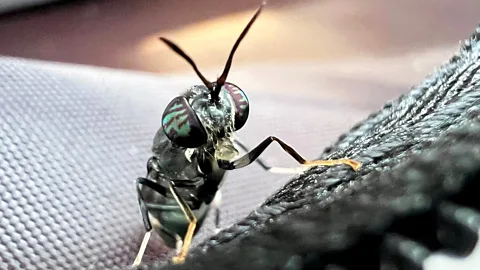 A black soldier fly farmed to produce sustainable fertiliser (Credit: Chapul Farms)