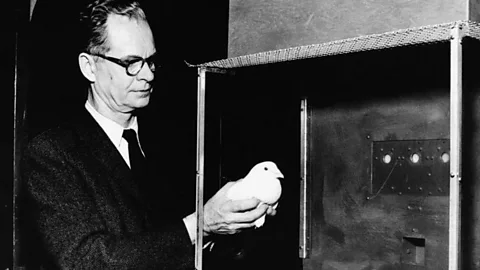 The WW2 experiment to make pigeon-guided missiles