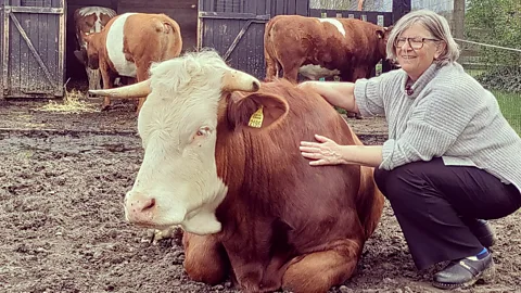 A brown and white cow with horns lies in mud with scientists' arms around him and other cows behind (Credit: Henk van de Ven/Leonie Cornips)