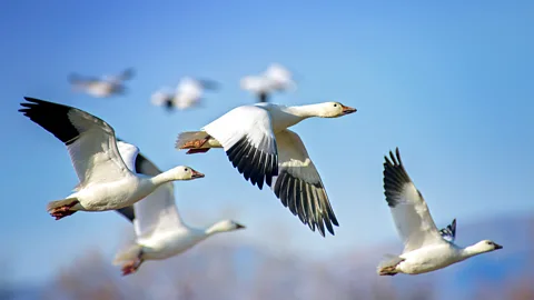 Flock of geese flying in formation (Credit: Getty Images)