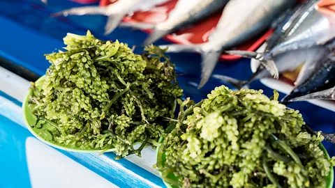 Two plates of sea grapes on display in seafood market (Credit: Getty Images)