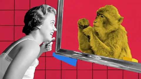 An collage showing a woman looking at herself in a mirror while brushing her teeth, but in the mirror is a monkey mimicking her pose (Credit: Javier Hirschfeld/ Getty Images)