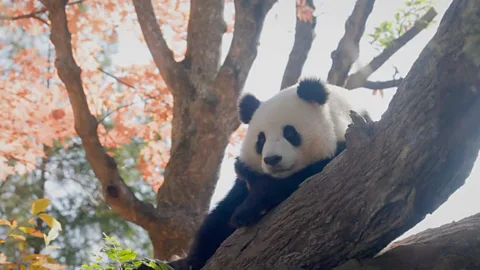 The 2,000-year-old history of animal gift giving