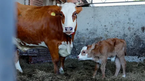 Cows might have their own language