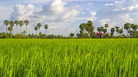 A rice field on the Koh Mak island with house in distance (Credit: Getty Images)