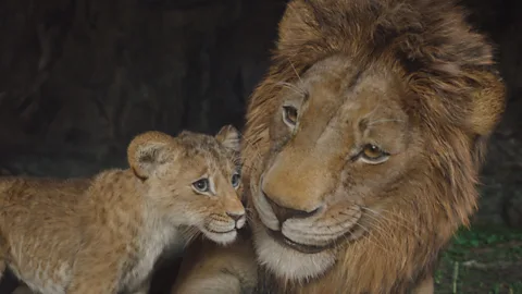 The Lion King: How a visual effects team brought Mufasa to life