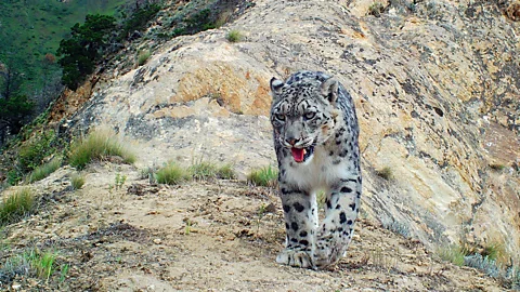 A snow leopard looks directly into the camera from a rocky ledge (Credit: Getty Images)