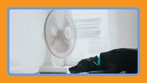 A fan blowing cool air on a dog
