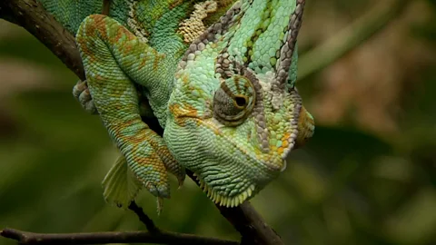 The perplexing history of the chameleon