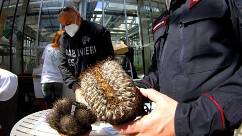 Italian police inspect confiscated cactuses (Credit: Andrea Cattabriga)