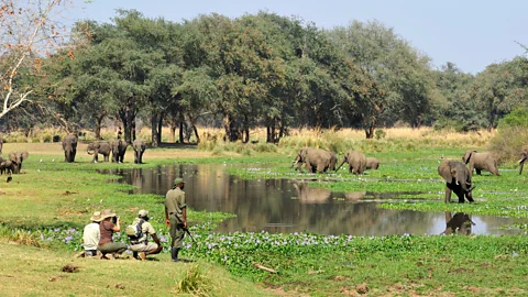 Tourists on safari taking photos of elephants (Credit: WEILL Associates)