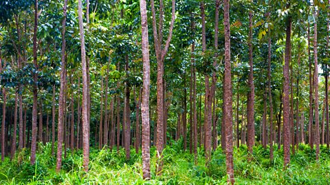 Mahogany tree forests in Kauai, Hawaii