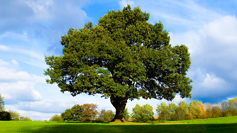 A solitary English oak tree