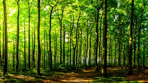 A beech woodland in the morning