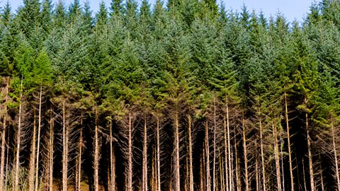 Pine tree plantation in Scotland