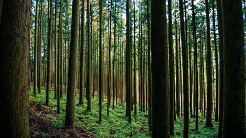 Cedar plantation for timber Nara, Japan.