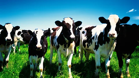 The Japanese farm turning cow manure into hydrogen fuel