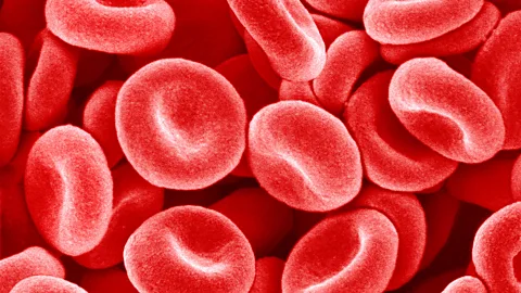 Red blood cells as seen under a microscope (Credit: Getty Images)