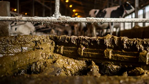 Close up of a manure in a container after being collected with cows standing a shed behind (Credit: Getty Images)