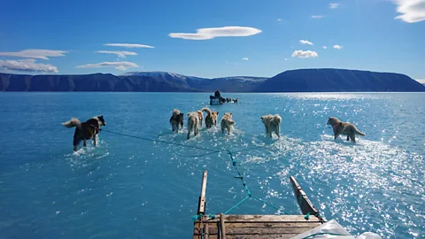 Seven husky dogs pulling a sled through meltwater – it looks as though they are walking on the water in northwest Greenland (Credit: Steffen Olsen_