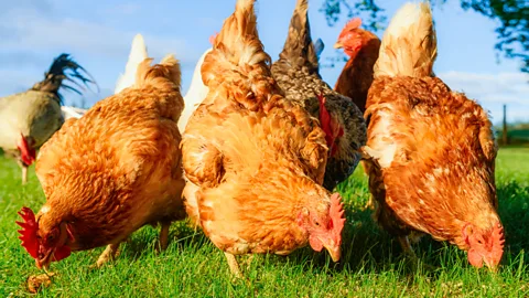 A close-up of three chickens on grass (Credit: Getty Images)